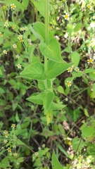 Salvia lasiocephala