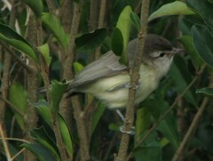 Vireo leucophrys