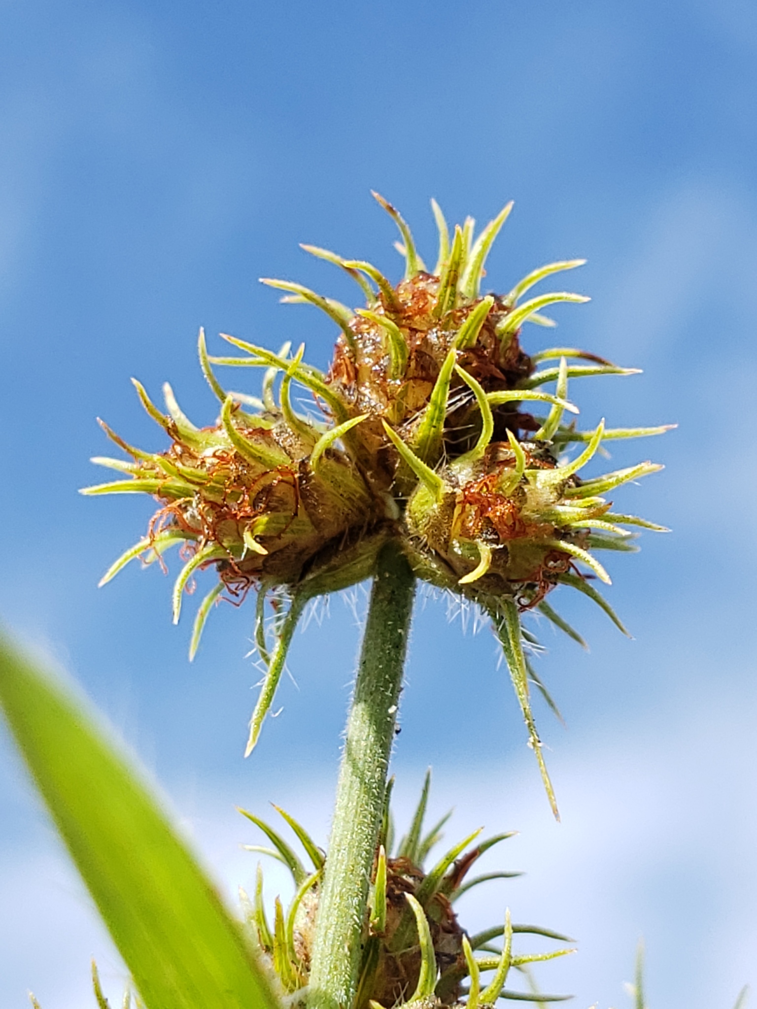 Fuirena breviseta