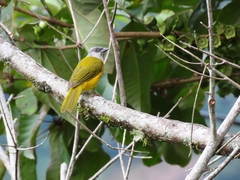 Eucometis penicillata