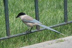 Cyanopica cyanus