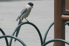 Cyanopica cyanus