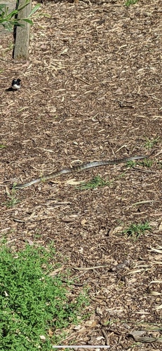 Tiger Snake sighting