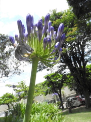 Agapanthus