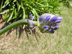 Agapanthus