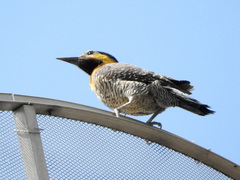 Colaptes campestris campestris