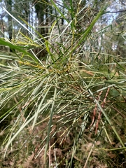 Acacia mucronata