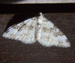 Xanthorhoe