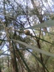 Acacia mucronata