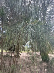 Casuarina glauca