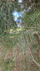 Casuarina