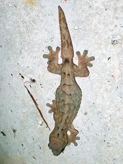 Thecadactylus rapicauda
