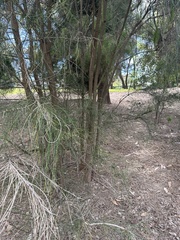 Casuarina glauca