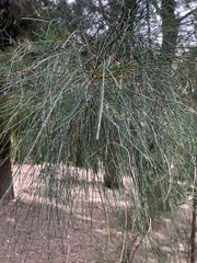 Casuarina glauca