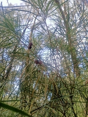 Acacia mucronata
