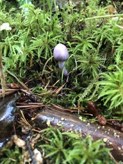 Inocybe pallidicremea