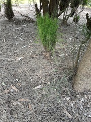 Psilotum nudum