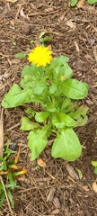 Calendula