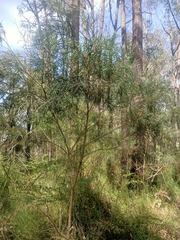 Acacia mucronata