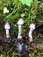 Inocybe pallidicremea