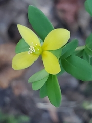 Hypericum hypericoides