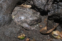 Anaxyrus boreas halophilus