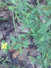 Hypericum hypericoides