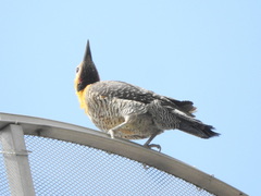 Colaptes campestris campestris