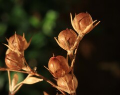 Juncus patens