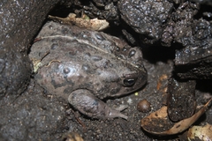 Anaxyrus boreas halophilus