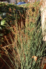 Juncus patens