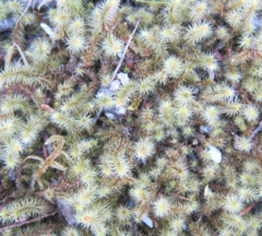 Breutelia pendula