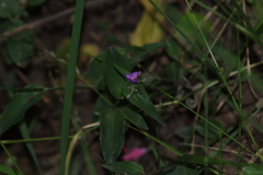 Tradescantia crassifolia