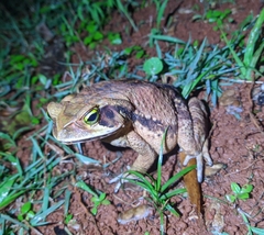 Rhinella ornata × crucifer
