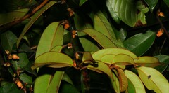 Diospyros guianensis