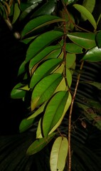Diospyros guianensis