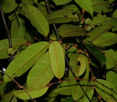 Diospyros guianensis