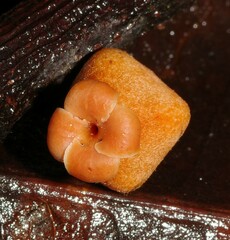 Diospyros guianensis