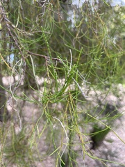Allocasuarina nana