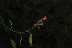 Phaseolus coccineus