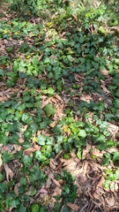 Passiflora herbertiana