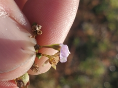 Mazus pumilus