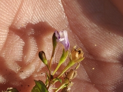 Mazus pumilus