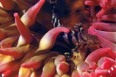Oxylebius pictus