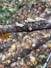 Panellus mitis
