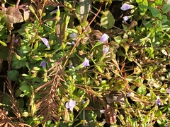 Mazus pumilus
