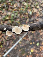 Panellus mitis