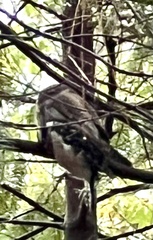 Glaucidium gnoma