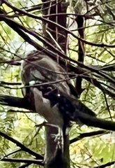 Glaucidium gnoma