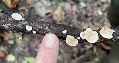Panellus mitis